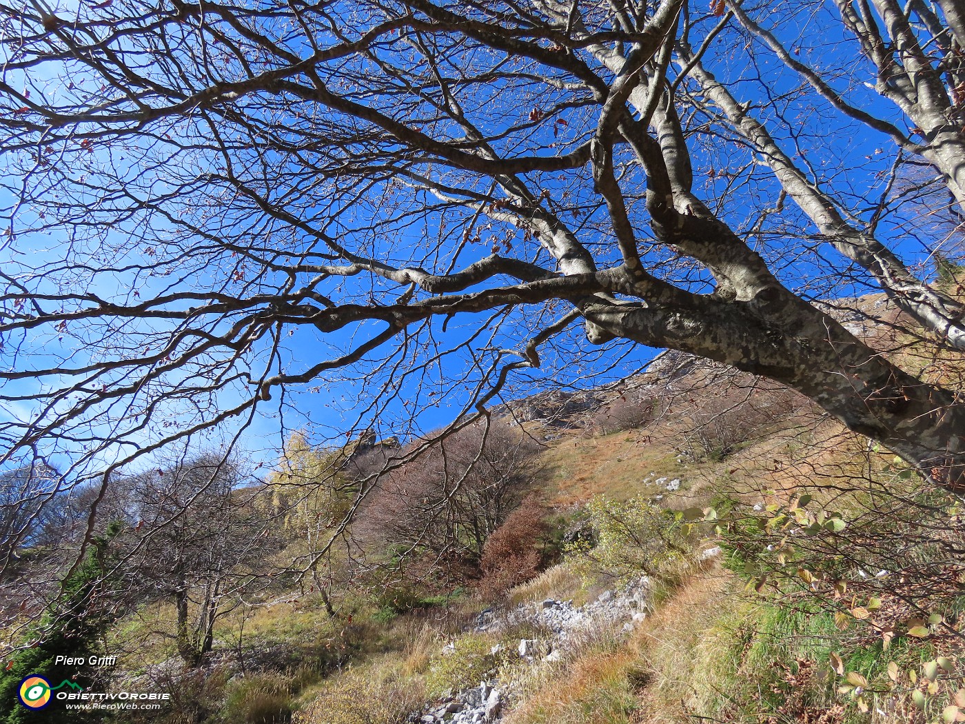16 I faggi hanno ormai perso le foglie.JPG